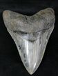 Serrated Lower Megalodon Tooth - Georgia #21875-1
